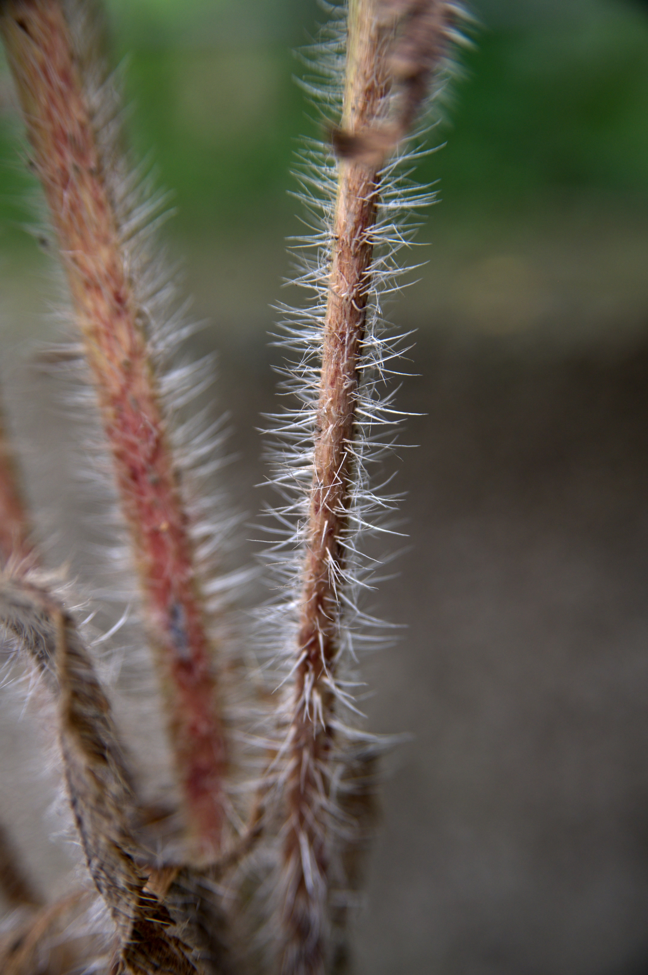 White-Haired Stalk
